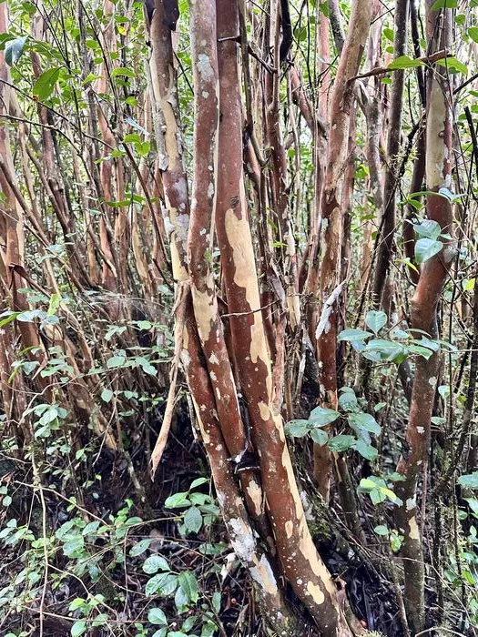 Invasive strawberry guava