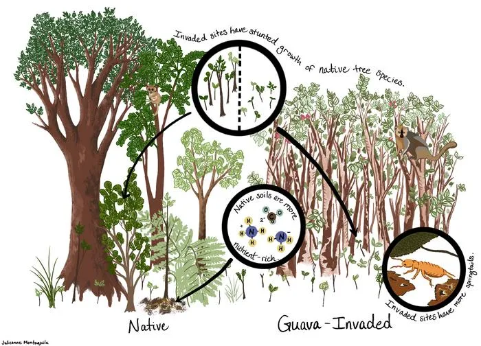 Invaded versus native rainforest plots