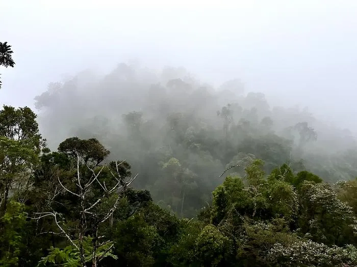 Ranomafana National Rainforest