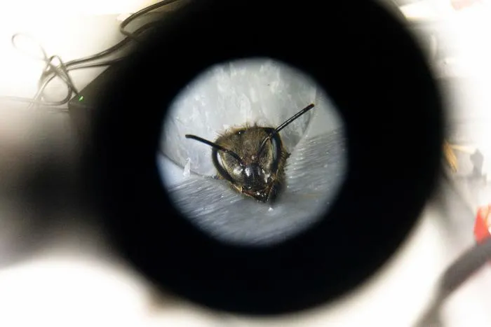 Honey bee learning
