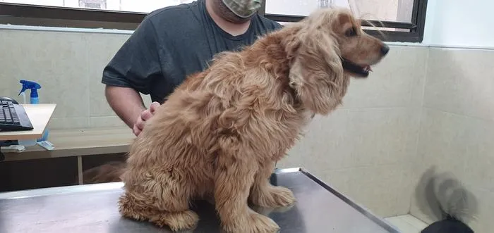 Phaco the Dog
