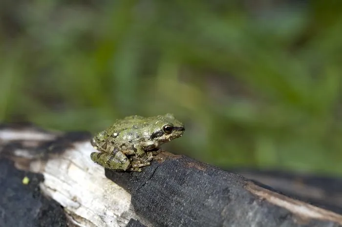 Sierran treefrog