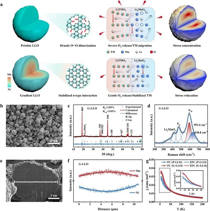 Gradient Cathodes Boost Stability of Li-Rich Batteries