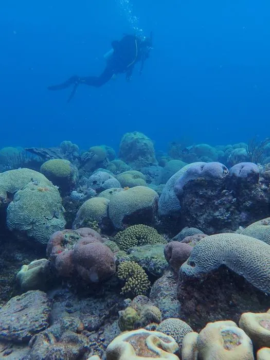 Corals in nearby more stable fringing reef