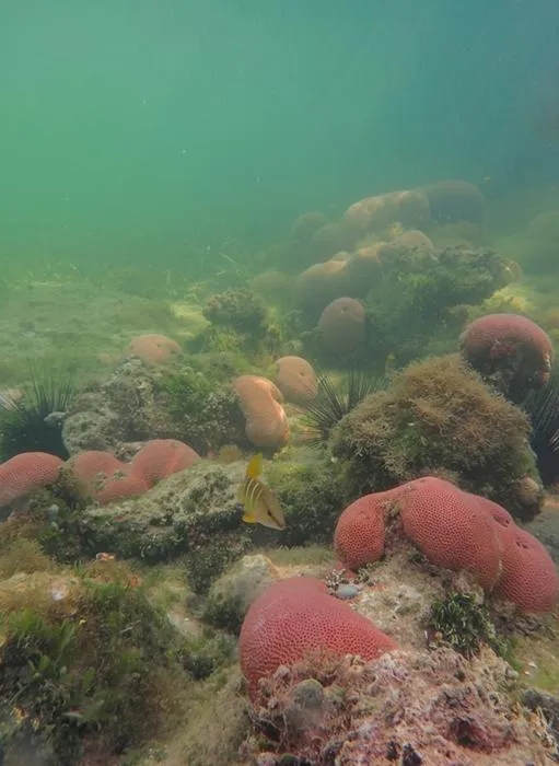 Corals in coastal bay