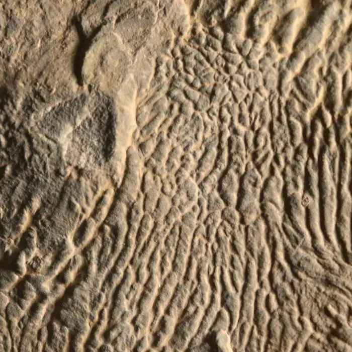 turbidite wrinkles