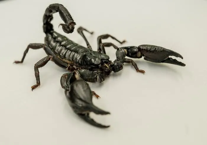 A Giant Asian forest scorpion (Heterometrus sp.)