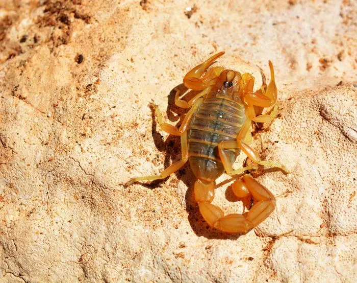 A golden Moroccan scorpion (Buthus sp.)