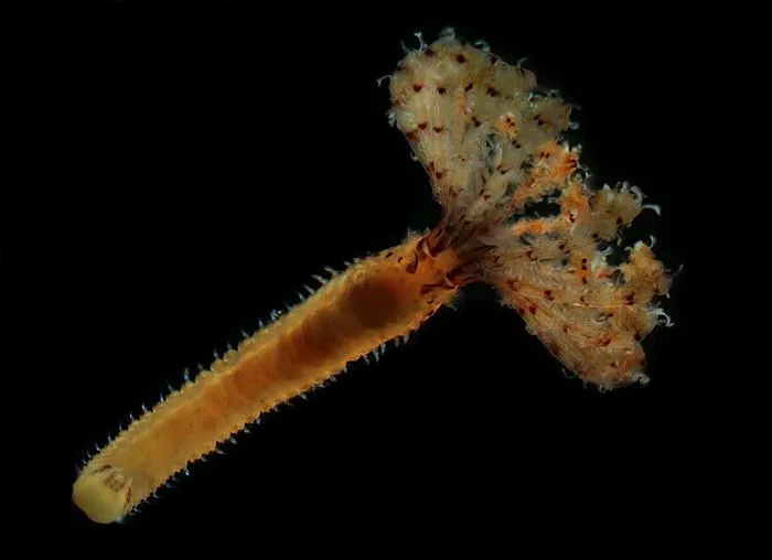 Branchiomma bombyx, a tube worm from the family Sabellidae, also known as “feather duster worms”