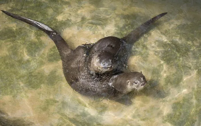 Neotropical otter with a cub