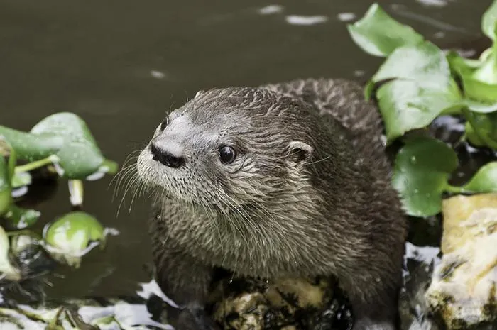 Neotropical otter (Lontra longicaudis)