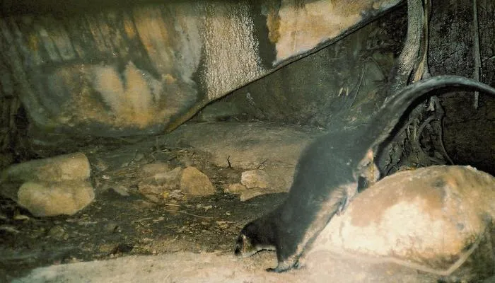 Neotropical otter inside a shelter