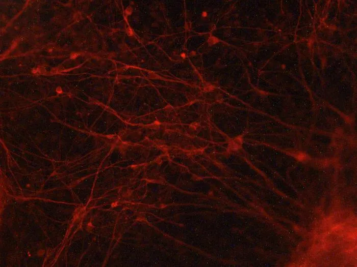 Neurons