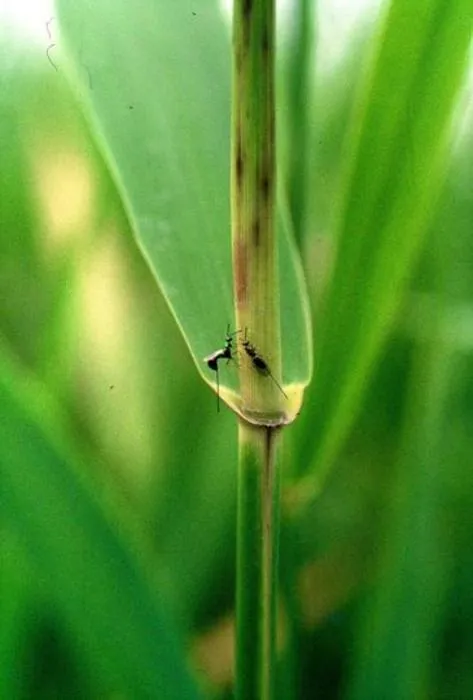 Two female parasitoid wasps depositing their eggs in the larvae of the gall midge hidden in a reed shoot. The tiny gall midge larvae feed within plant tissue creating bumps, known as “plant galls”. The wasp eggs will hatch and their offspring will fea