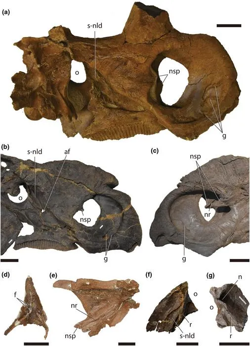 Nasal structures of ceratopsid dinosaurs
