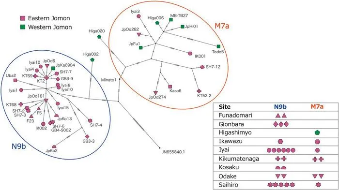 Phylogenetic network