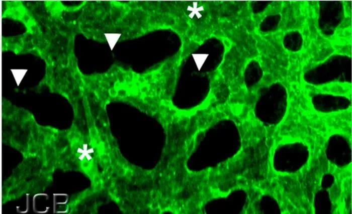 Vascular endothelial cells