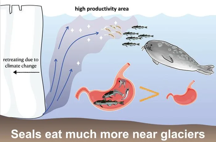 Seals eat much more near glaciers