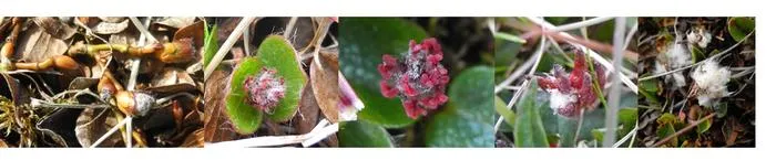 Female flowers