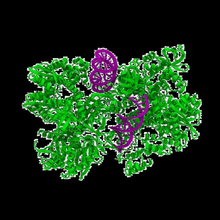 Integrase-RNA complex structure