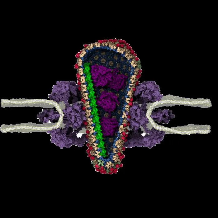 Close-up of the capsid structure