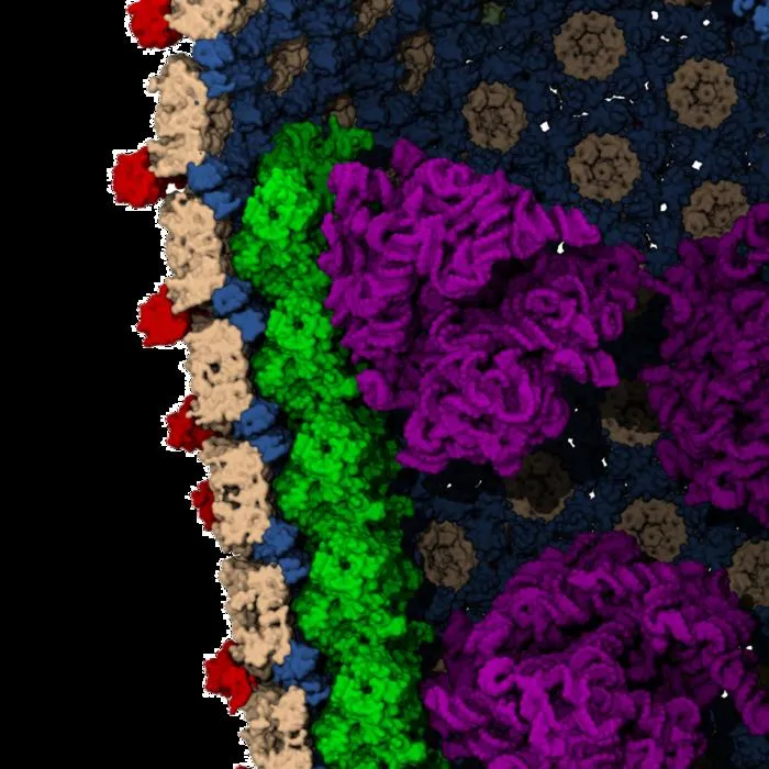 Viral entry into the nucleus