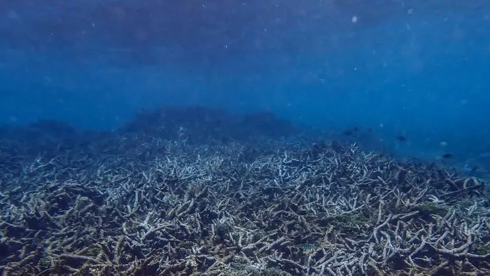 Dead Acropora