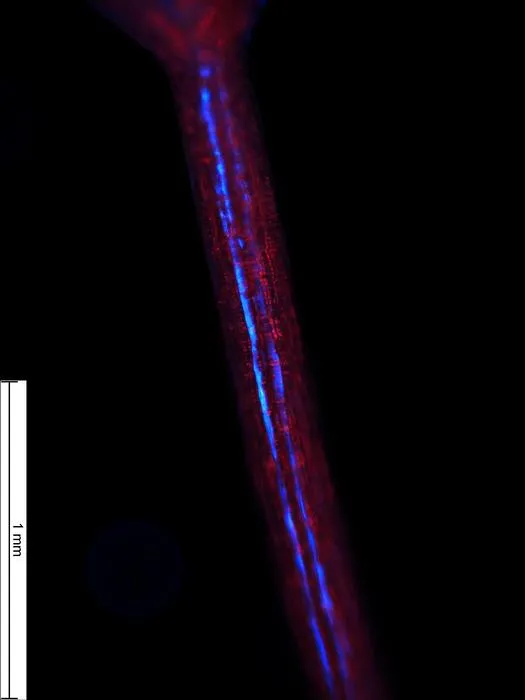 2_Arabidopsis-hypocotyl.jpg