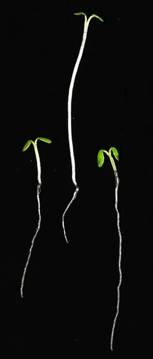 1_Arabidopsis_shoots-and-roots.jpg
