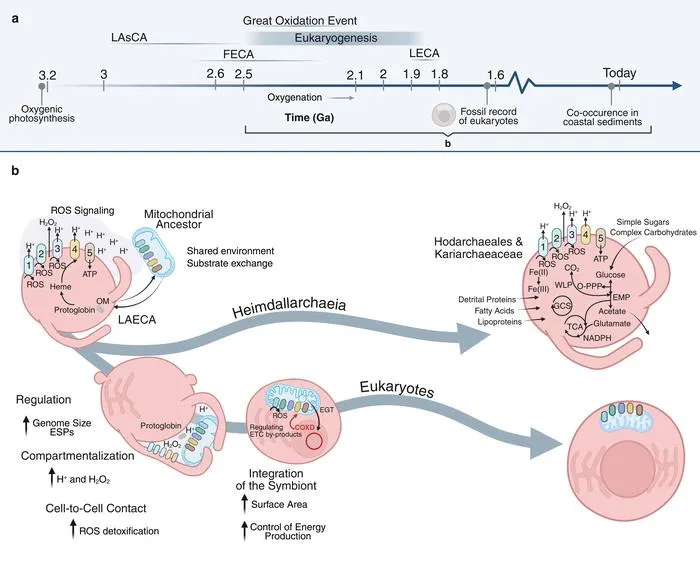 A new model of eukaryogenesis