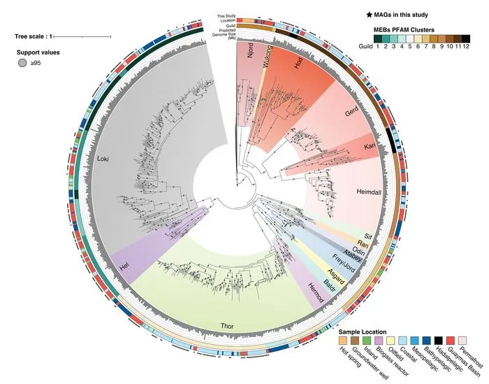 An expanded family tree of Asgard archaea