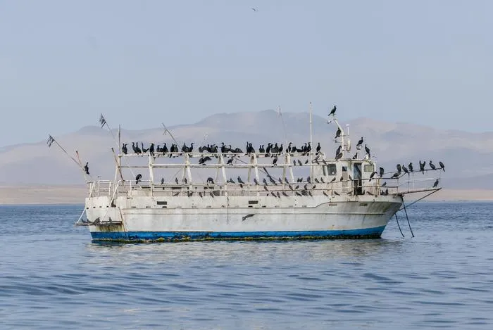 Phalacrocorax brasilianus