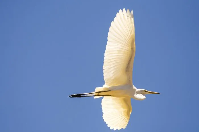 Ardea alba