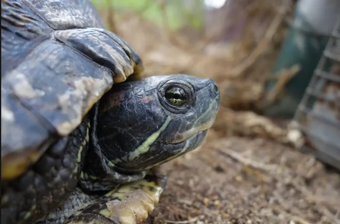 Red-eared slider - pond turtle