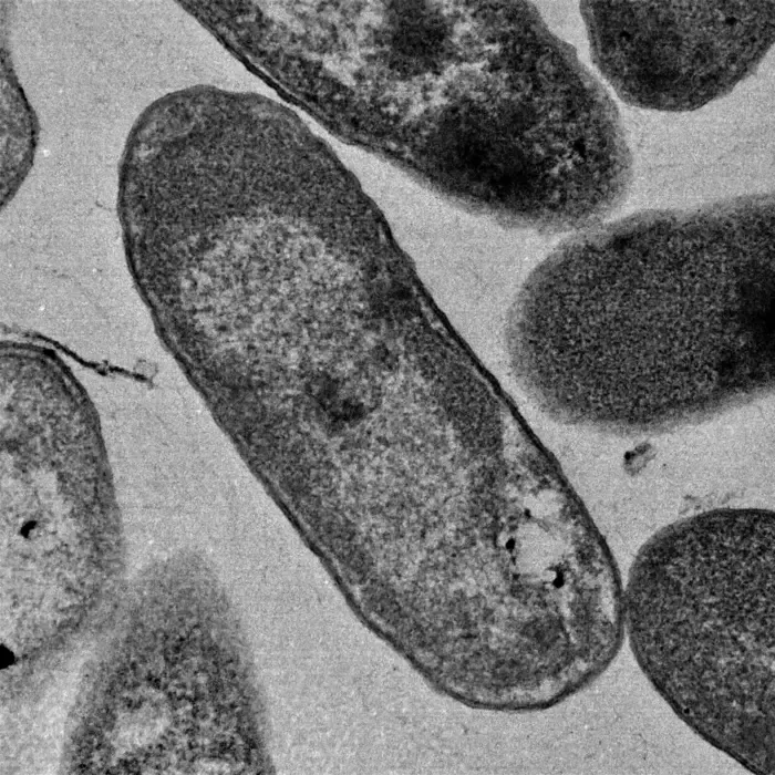 Akkermansia muciniphila consumes the protective mucus coating