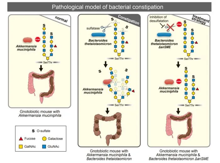 Pathological model of bacterial constipation