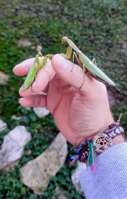 Size comparison of patellifera (on the left) and tenuidentata (on the right).