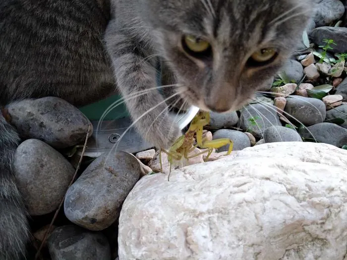 Positive interactions of vertebrates preying on Hierodula – domestic cat