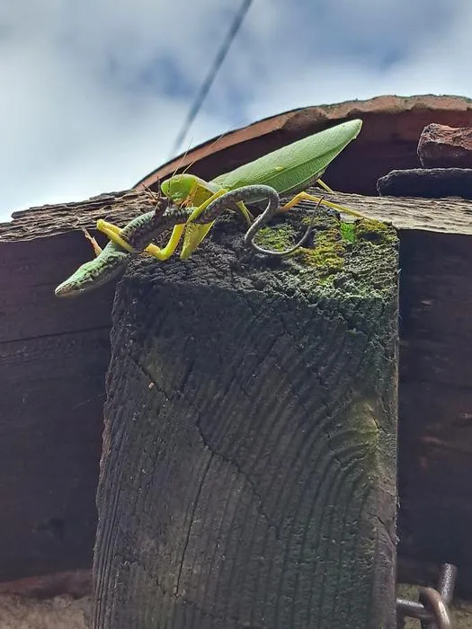 Negative interaction of Hierodula patellifera preying on a wall lizard
