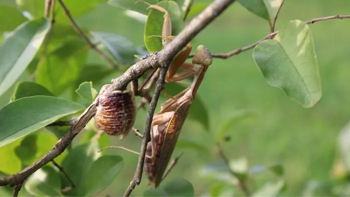 Female Hierodula tenuidentata with her ootheca