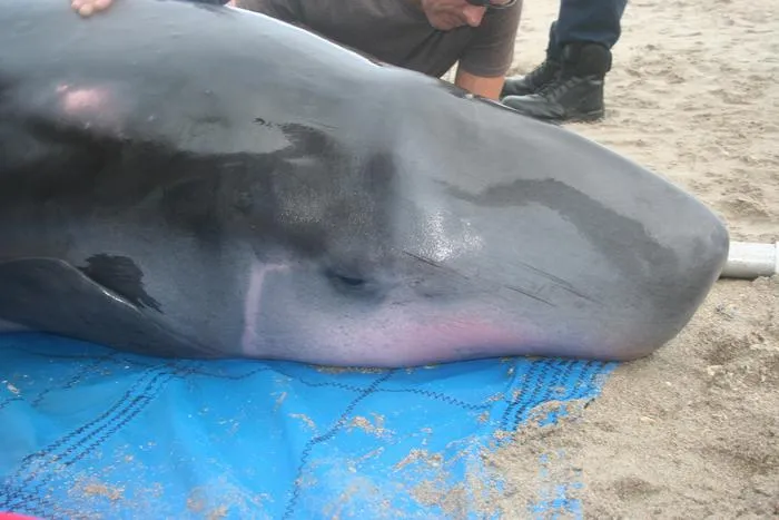 Stranded Pygmy Sperm Whale