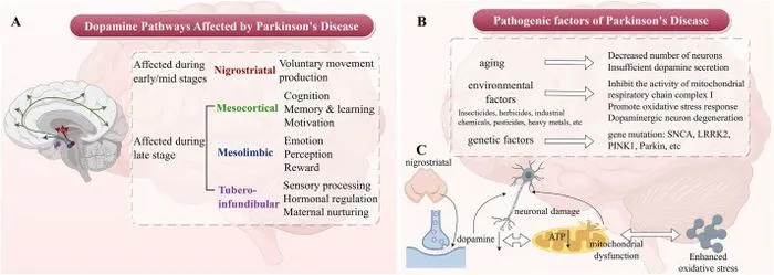 Affected brain regions and pathogenic factors of PD.