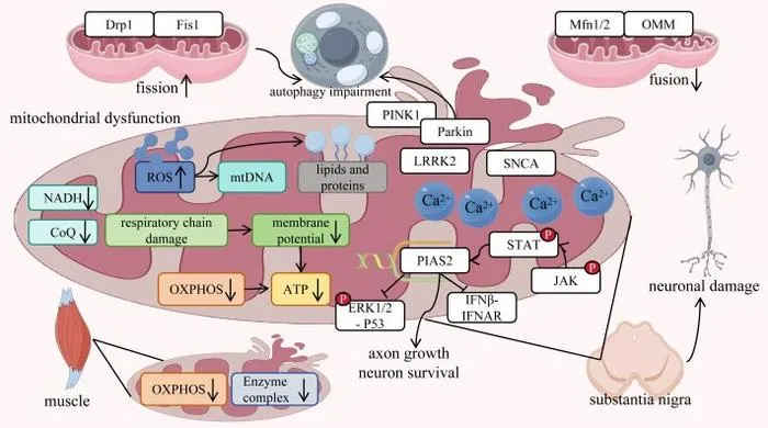 Molecular mechanisms of mitochondrial dysfunction in PD.