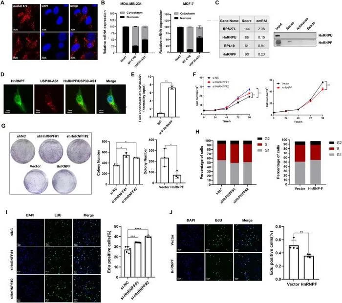 USP30-AS1 binds to HnRNPF and HnRNPF regulates breast cancer cell proliferation.