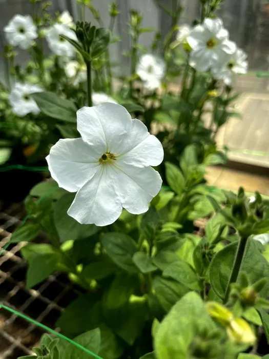 Gene-edited petunia flowers