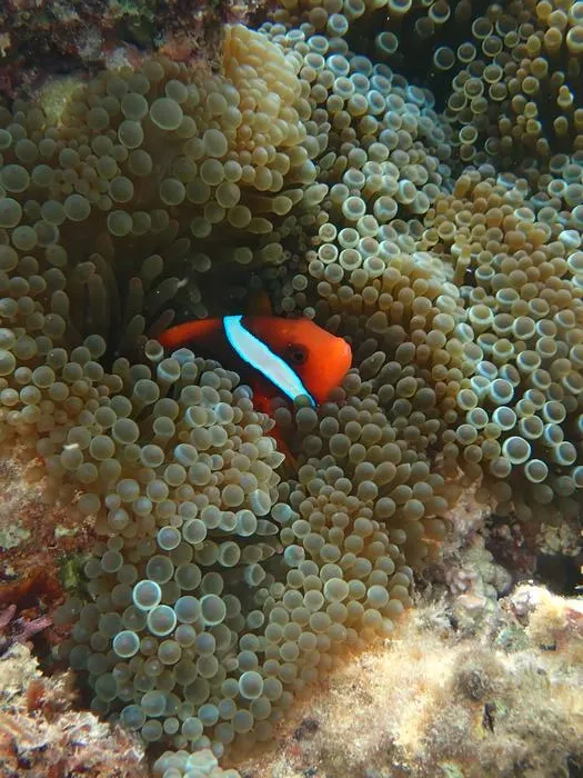 A. frenatus