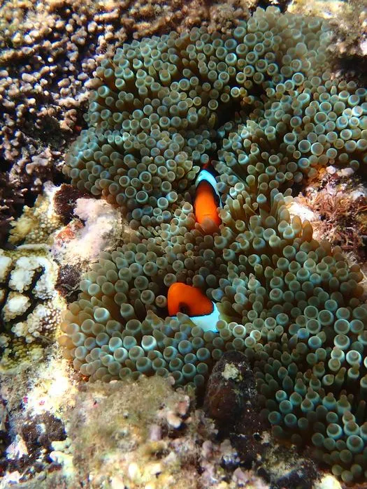 A. frenatus pair