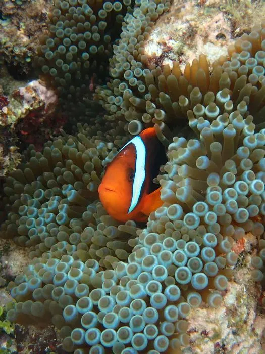 Tomato anemonefish (Amphiprion frenatus) in its natural environment