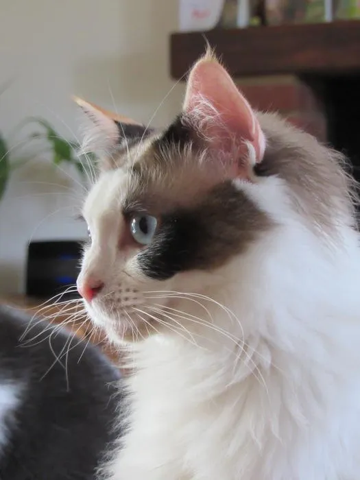 Cat owned by researcher