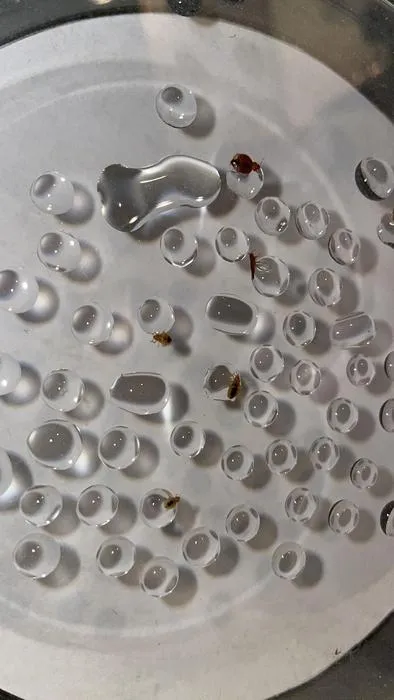 bed bugs and water